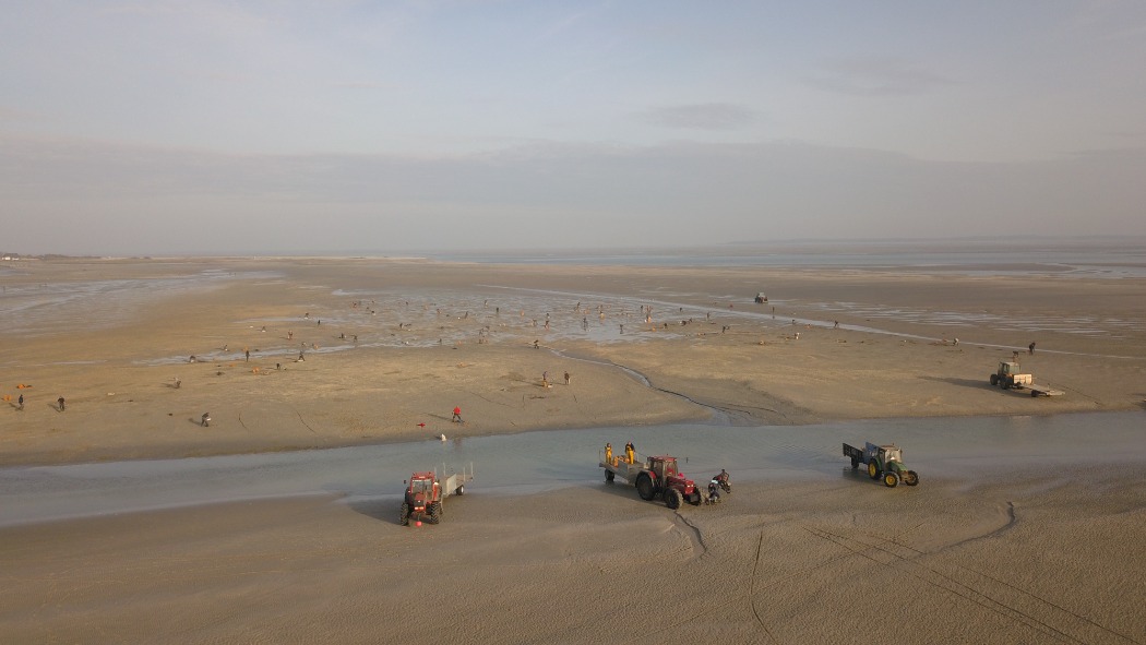 Pêche à pied en Baie de Somme, coque en baie de somme